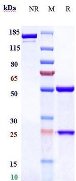 CD70 (Vorsetuzumab Biosimilar) Antibody in SDS-PAGE (SDS-PAGE)