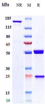 Amivantamab Antibody in SDS-PAGE (SDS-PAGE)