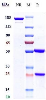 Telisotuzumab Humanized Antibody in SDS-PAGE (SDS-PAGE)
