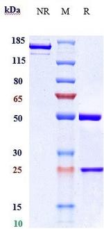 CTGF (Pamrevlumab Biosimilar) Antibody in SDS-PAGE (SDS-PAGE)