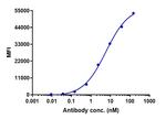 CXCR4 (CD184) (Ulocuplumab Biosimilar) Recombinant Human Monoclonal Antibody