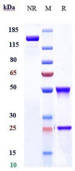 CD205 Humanized Biosimilar Antibody in SDS-PAGE (SDS-PAGE)