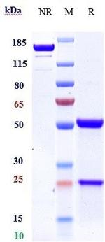 Rovalpituzumab Humanized Antibody in SDS-PAGE (SDS-PAGE)