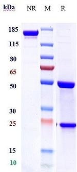 Tigatuzumab Humanized Recombinant Human Monoclonal Antibody