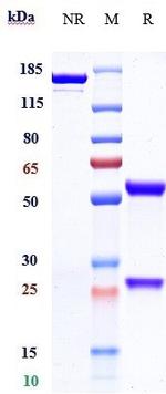 EGFR (Cetuximab Biosimilar) Antibody in SDS-PAGE (SDS-PAGE)