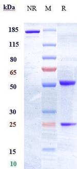EphA2 Humanized Biosimilar Recombinant Human Monoclonal Antibody
