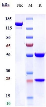 EphA2 Biosimilar Recombinant Human Monoclonal Antibody