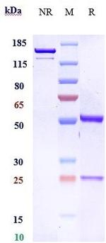 FGFR2 (Bemarituzumab Biosimilar) Antibody in SDS-PAGE (SDS-PAGE)