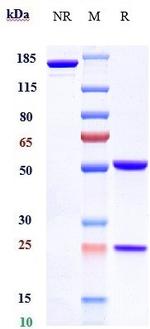 Folate Receptor alpha (Farletuzumab Biosimilar) Antibody in SDS-PAGE (SDS-PAGE)