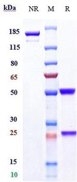 Folate Receptor alpha (Mirvetuximab Biosimilar) Antibody in SDS-PAGE (SDS-PAGE)