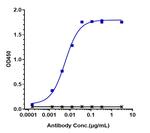 Trastuzumab Humanized Antibody in ELISA (ELISA)
