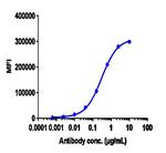 Trastuzumab Humanized Recombinant Human Monoclonal Antibody