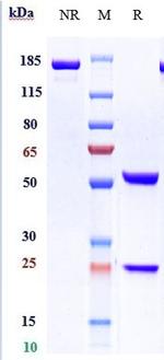 KIR2DL1/2/3 (Lirilumab Biosimilar) Recombinant Human Monoclonal Antibody