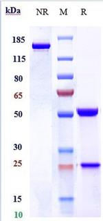 Lacutamab Humanized Recombinant Human Monoclonal Antibody