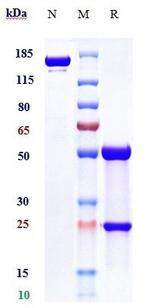 LILRB4 (CD85k) (Biosimilar) Recombinant Human Monoclonal Antibody
