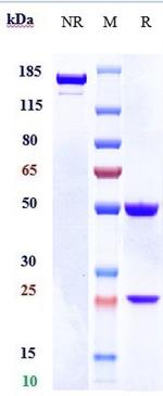 Lacnotuzumab Humanized Recombinant Human Monoclonal Antibody