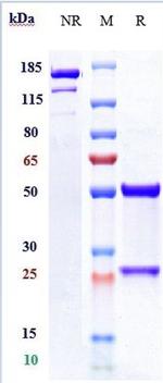 CD73 (Oleclumab Biosimilar) Recombinant Human Monoclonal Antibody