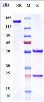 PD-1 (CD279) (Camrelizumab Biosimilar) Antibody in SDS-PAGE (SDS-PAGE)