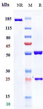PD-1 (CD279) (Pembrolizumab Biosimilar) Antibody in SDS-PAGE (SDS-PAGE)