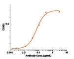 PDGF-B (Biosimilar) Antibody in ELISA (ELISA)