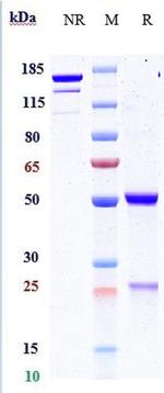 PDGF-B (Biosimilar) Antibody in SDS-PAGE (SDS-PAGE)