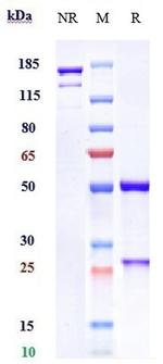 PD-L1 (CD274) (Avelumab Biosimilar) Antibody in SDS-PAGE (SDS-PAGE)