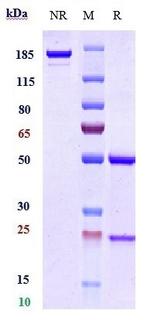 BMS-936559/MDX-1105 Recombinant Human Monoclonal Antibody