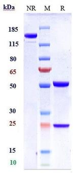 PD-L1 (CD274) (Atezolizumab Biosimilar) Antibody in SDS-PAGE (SDS-PAGE)