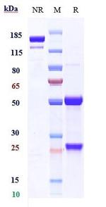PMEL Biosimilar Recombinant Human Monoclonal Antibody
