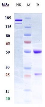 Elezanumab Recombinant Human Monoclonal Antibody