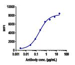 Tiragolumab Recombinant Human Monoclonal Antibody