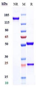 TIGIT (Tiragolumab Biosimilar) Antibody in SDS-PAGE (SDS-PAGE)