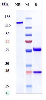 VEGF (Biosimilar) Antibody in SDS-PAGE (SDS-PAGE)