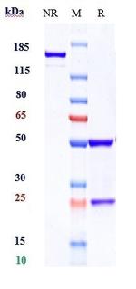 Ramucirumab Antibody in SDS-PAGE (SDS-PAGE)