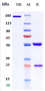 4-1BBL (CD137L) (Biosimilar) Recombinant Human Monoclonal Antibody