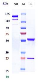 Bimagrumab Antibody in SDS-PAGE (SDS-PAGE)