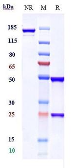 CD166 (ALCAM) (Praluzatamab Biosimilar) Antibody in SDS-PAGE (SDS-PAGE)