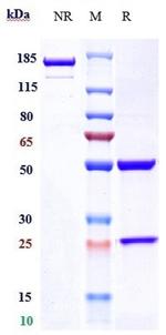 Prasinezumab Humanized Recombinant Human Monoclonal Antibody