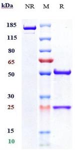 Angiopoietin 2 (Nesvacumab Biosimilar) Antibody in SDS-PAGE (SDS-PAGE)