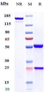Enoblituzumab Humanized Antibody in SDS-PAGE (SDS-PAGE)
