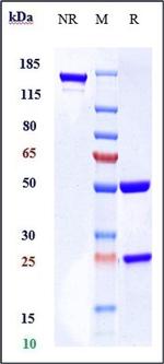 BCL-2 Biosimilar Antibody in SDS-PAGE (SDS-PAGE)