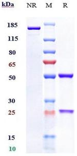 C1S (Sutimlimab Biosimilar) Antibody in SDS-PAGE (SDS-PAGE)