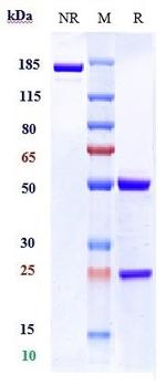 C5AR1 (Biosimilar) Recombinant Human Monoclonal Antibody