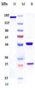 CCR2 (CD192) (Plozalizumab Biosimilar) Recombinant Humanized mouse Monoclonal Antibody