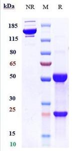 CD123 (Biosimilar) Antibody in SDS-PAGE (SDS-PAGE)