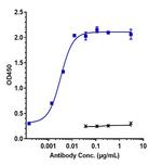 CD123 (Talacotuzumab Biosimilar) Recombinant Human Monoclonal Antibody