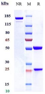 CD123 (Talacotuzumab Biosimilar) Antibody in SDS-PAGE (SDS-PAGE)