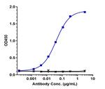 CD200R (Biosimilar) Recombinant Human Monoclonal Antibody