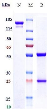 CD39 (Biosimilar) Antibody in SDS-PAGE (SDS-PAGE)