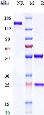 Sotigalimab Humanized Recombinant Human Monoclonal Antibody